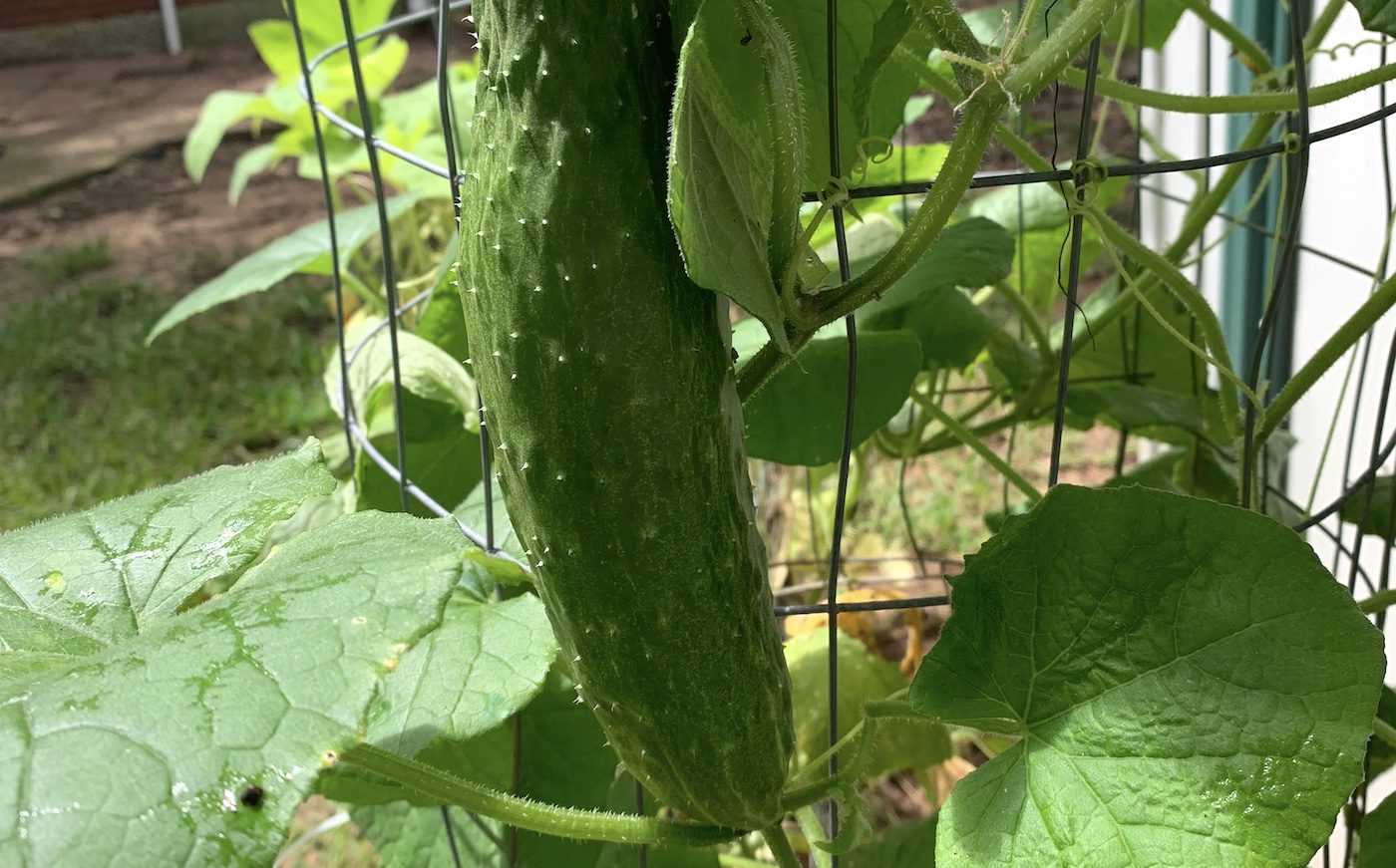 How Many Cucumber Plants Can I Plant In A Pot Tralum