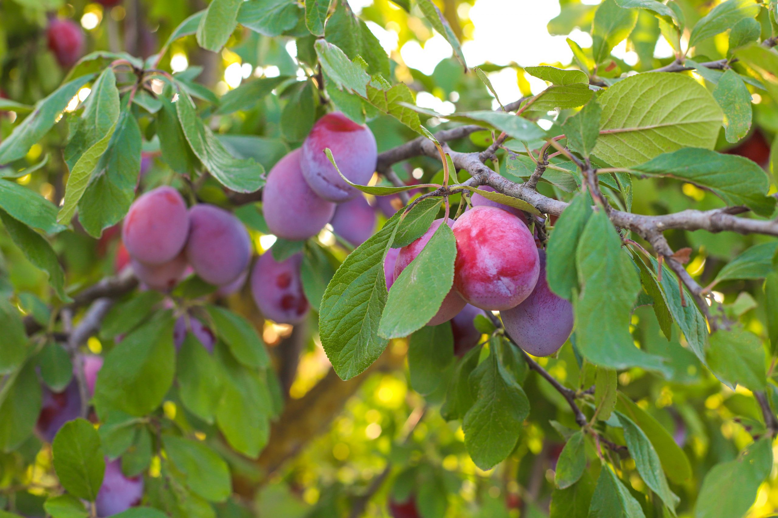 Which fruit tree to grow in Texas? - Tralum