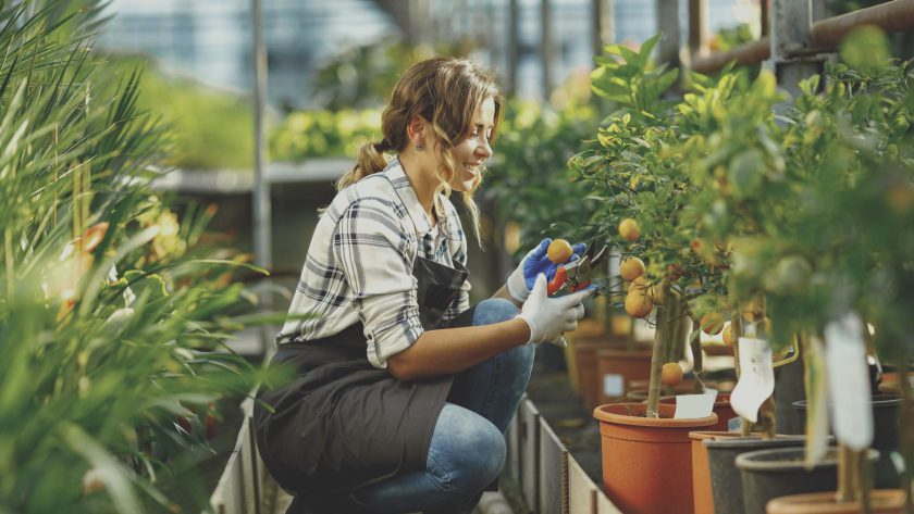 easily-plant-a-potted-tree-tralum