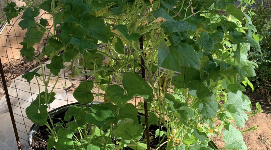 pumpkin in raised bed