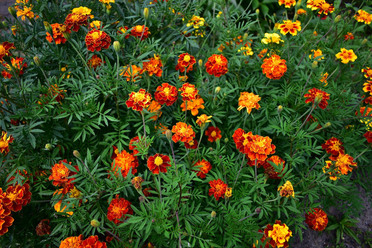 Marigolds: Symbolism, Significance, and Cultural Traditions Worldwide