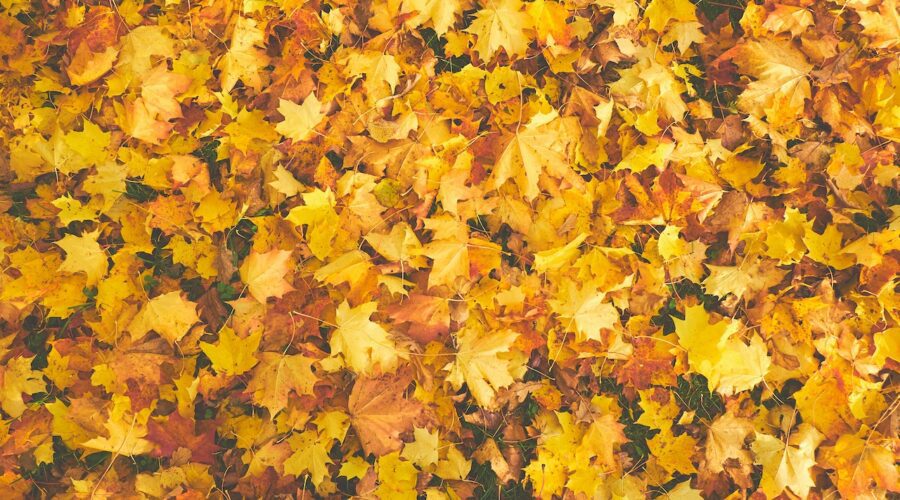 getting your fall winter garden ready